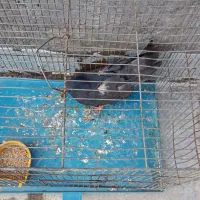 کفتر زره ای پنجه ای