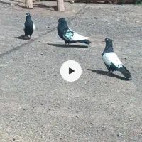 کبوتر