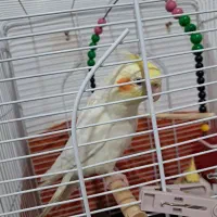 عروس هلندی خانگی|پرنده|رشت, آب آسیاب|دیوار