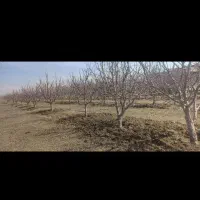 شخم زنی خاک ورزی کوددهی باغ گلخانه|خدمات باغبانی و درختکاری|مرند, |دیوار