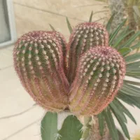 کلکسیون کاکتوس|گل و گیاه طبیعی|اصفهان, همت‌آباد|دیوار