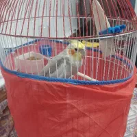 عروس هلندی ( با تمام وسایل )