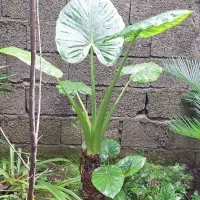 گل بابا آدم در دواندازه متفاوت|گل و گیاه طبیعی|رودبنه, |دیوار