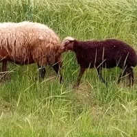 میش بره بره ماده