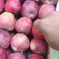 سیب قرمز سورتینگ شده صادراتی|خوردنی و آشامیدنی|تهران, افسریه جنوبی|دیوار