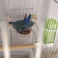 دو عدد طوطی برزیلی زبل ( نر و ماده )|پرنده|کرج, کیانمهر|دیوار