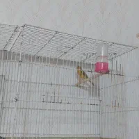 قناری موزاییکی