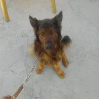 واگذاری سگ ژرمن