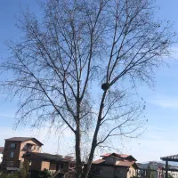 زمین-بافت-و-سند-تک-برگ-تازه-اباد-چالوس