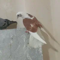سه عدد کفتر تیرماه شکار