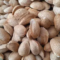 بادام ربیع