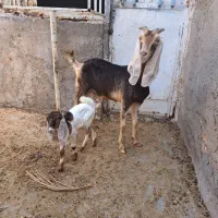بز زاییده با کهره ماده معاوزه هم دارم