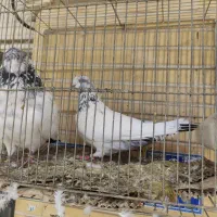 کبوتر(کفتر) تهرانی و کاشانی|پرنده|اصفهان, شهرک صنعتی امیرکبیر (شاپور جدید)|دیوار