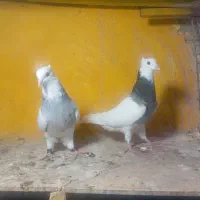 طوقی ماده|پرنده|خورموج, |دیوار