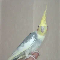 گمشده عروس هلندی