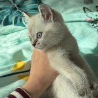 پیشی ملوسک|گربه|گنبد کاووس, |دیوار