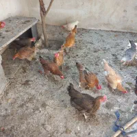 فروش مرغ محلی