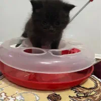 واگذاری نژاد دو رگه پرشین|گربه|مشهد, کوثر|دیوار