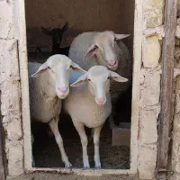 فروش گوسفند لاکن