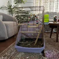 عروس هلندی لوتینو زعفرانی|پرنده|سنندج, |دیوار