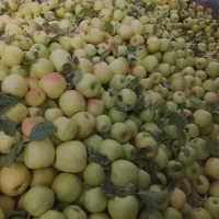 سیب از باغدار