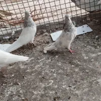 کبوتر|پرنده|گنبکی, |دیوار