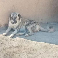 ماده سراب افغان شکم پر