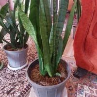 گل سانسوریا|گل و گیاه طبیعی|آستانه اشرفیه, |دیوار