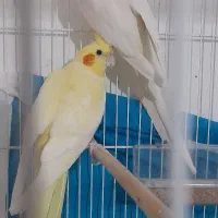 جفت عروس هلندی زعفرانی مولد