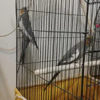 عروس هلندی مولد و غیر مولد|پرنده|فارسان, |دیوار