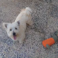 سگ خانگی|سگ|شهرکرد, |دیوار