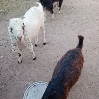 فروش دام|حیوانات مزرعه|دامغان, |دیوار