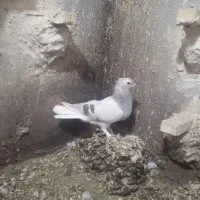 کبوتر|پرنده|آباده, |دیوار