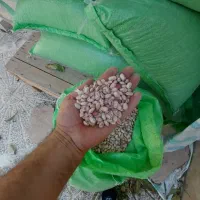 فروش لوبیا
