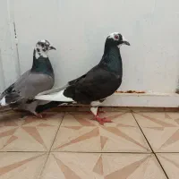 جفت قره پلاکی عجل