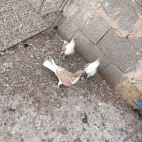 پرنده|پرنده|مبارکه, |دیوار
