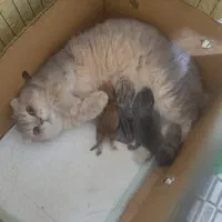 واگذاری گربه ماده به شرط توله دهی