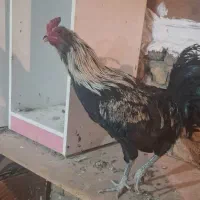 خروس اصیل گلین، کود رایگان|حیوانات مزرعه|وحیدیه, |دیوار