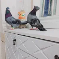 سبز آبادانی