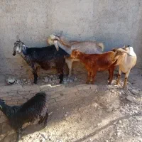 بز داشتی آبستن دوقلو زا|حیوانات مزرعه|کوهدشت, |دیوار