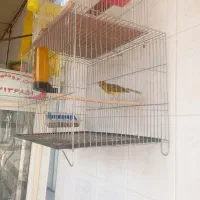 قناری سبز زیتونی نر مست