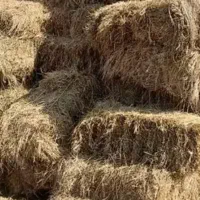 فروش بیده
