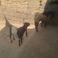 ۲راس بیگ نر تخمی