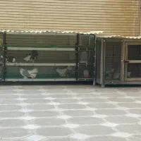 بلدرچین قفس