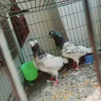 جفت پاکستانی اصل ماده بند|پرنده|اردکان, |دیوار