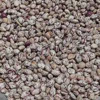 لوبیا چیتی و عدس