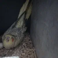 3 عدد عروس هلندی با قفس|پرنده|فردیس, شهرک وحدت|دیوار