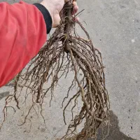 محصولات تمامی نهال انگور ودرختان میوه درنهالستان|خدمات باغبانی و درختکاری|تهران, امام زاده عبدالله|دیوار