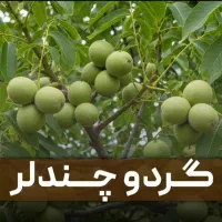 پیش فروش نهال اسفند ماه