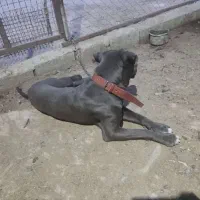 سگ پیتبول ( پیت بول ) رنگ خاص بلو|سگ|شیراز, باجگاه|دیوار